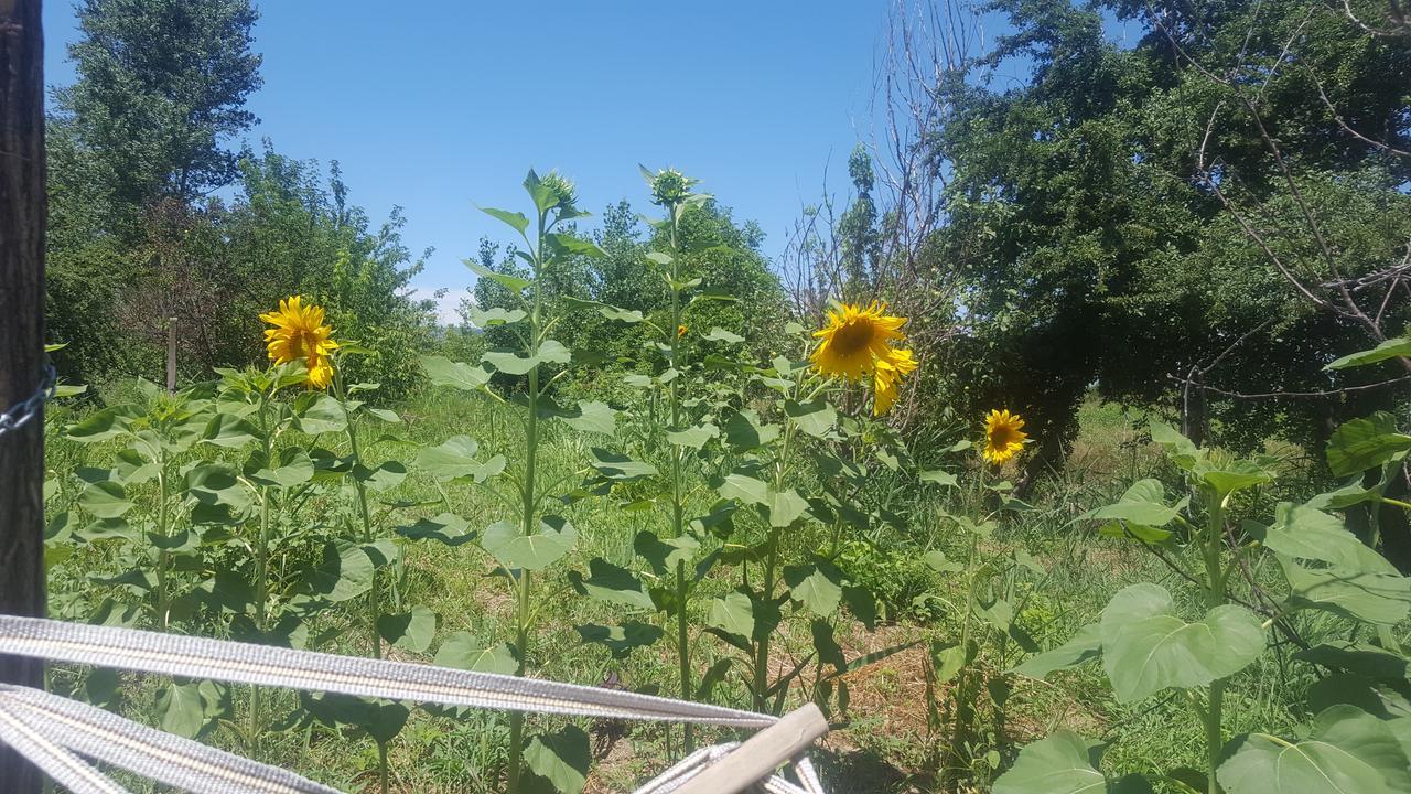 Guest House Elene Gori Dış mekan fotoğraf